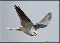 _1SB9811 white-tailed kite